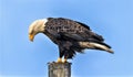 Perched American Bald Eagle