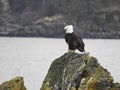 Perched American Eagle