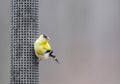 Perched American goldfinch