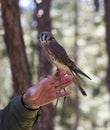 A Perched American Kestrel on a Trainer's Hand
