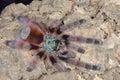 Perched Antilles Pinktoe Tarantula