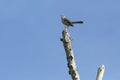 Northern Mockingbird Against Blue Sky