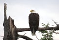 Perched Bald Eagle