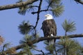 Perched bald eagle against a blue sky