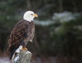 Perched Bald Eagle