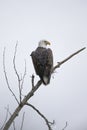 Perched bald eagle in Idaho