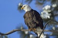 Perched bald eagle looking for food