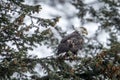 Perched bald eagle looks for food