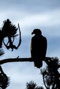 Perched bald eagle in silhouette