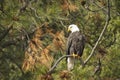 Perched bald eagle surrounded by pine boughs