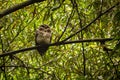 Band Bellied Owl Pulsatrix Melanota