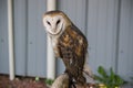 Perched Barn Owl & x28;Tyto Alba& x29; or common barn owl. Royalty Free Stock Photo