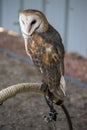 Perched Barn Owl (Tyto Alba) or common barn owl. Royalty Free Stock Photo