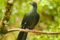 Perched Black Guan Royalty Free Stock Photo