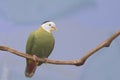 Perched Black-naped Fruit-Dove, Ptilinopus melanospilus