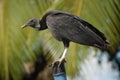 Perched black vulture - Coragyps atratus