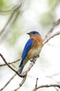Perched blue bird
