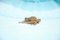 Perched on a blue cushion, a Cuban Tree Frog Osteopilus septentrionalis Royalty Free Stock Photo
