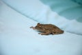Perched on a blue cushion, a Cuban Tree Frog Osteopilus septentrionalis Royalty Free Stock Photo