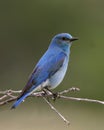 Perched Bluebird Royalty Free Stock Photo