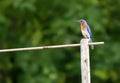 Perched Bluebird