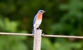 Perched Bluebird