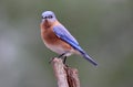 Perched Bluebird