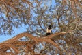 Pied crow in a tree Royalty Free Stock Photo