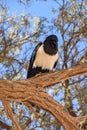 Pied crow in a tree Royalty Free Stock Photo
