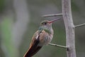 Perched Buff-bellied Hummingbird