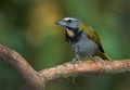 A perched buff throated saltator