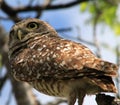 Perched burrowing owl alert