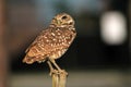 Perched burrowing owl alert suspecting