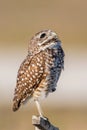 Perched burrowing owl close up, Cape Coral, Florida