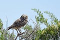 Perched Burrowing Owl In Desert