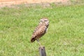 Perched burrowing owl eyes closed