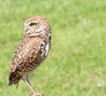 Perched burrowing owl looking back