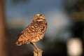 Perched burrowing owl looking down