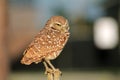 Perched burrowing owl making a face