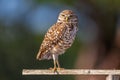 Perched Burrowing Owl Parent Royalty Free Stock Photo