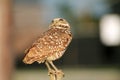 Perched burrowing owl