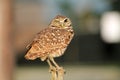 Perched burrowing owl in the wind facing camera