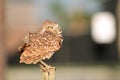 Perched burrowing owl in the wind