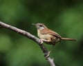 Perched Carolina wren Royalty Free Stock Photo