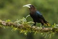 A perched chestnut headed oropendola