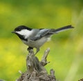 Perched Chickadee 1 Royalty Free Stock Photo