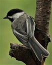 PERCHED CHICKADEE CLOSE UP Royalty Free Stock Photo