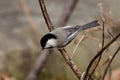 PERCHED CHICKADEE Royalty Free Stock Photo