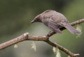 A perched clay colored thrush