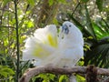 Perched Cockatoo Displaying it& x27;s Feathers While Preening Royalty Free Stock Photo